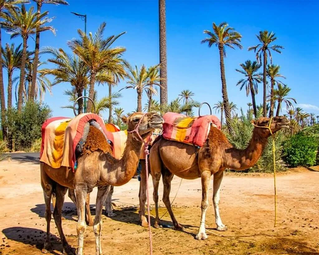 Camels resting in the Marrakech Palmeraie